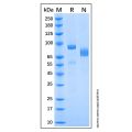 Recombinant Mouse HGF Protein