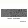 Recombinant Mouse ICAM-1/CD54 Protein