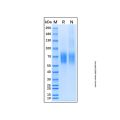 Recombinant Mouse IL-23R Protein
