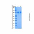 Recombinant Mouse MMP-9 Protein