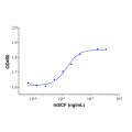 Recombinant Mouse SCF Protein