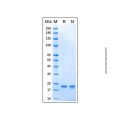 Recombinant Mouse Sonic Hedgehog/Shh Protein