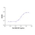 Recombinant Rat GM-CSF Protein
