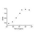 Recombinant Rat IL-6 Protein