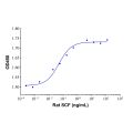 Recombinant Rat SCF Protein