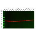beta Actin Mouse mAb