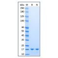 Recombinant Baker's yeast Sumo Protein