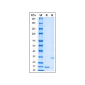 Recombinant MPXV A35R Protein