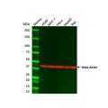 Raji Whole Cell Lysate