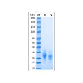 Recombinant MPXV A30L Protein