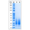 Recombinant MPXV M1R Protein