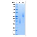 Recombinant MPXV E8L Protein