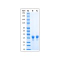 Recombinant MPXV H3L Protein