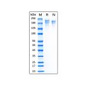 Recombinant Human Fibronectin Protein