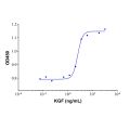 Recombinant Human KGF Protein (rp155960)-Protein Bioactivity
Measured in a cell proliferation assay using MCF7 breast cancer cell line. The ED50 for this effect is typically <10ng/mL.
