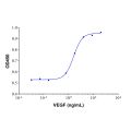Recombinant Human VEGF Protein