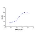 Recombinant Human EGF Protein