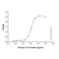 Recombinant Human IL-21 Protein