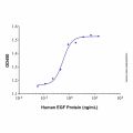 Recombinant Human EGF Protein