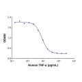 Recombinant Human TNF-α Protein