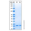 Recombinant Human FLT-3 Ligand Protein