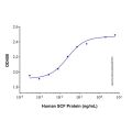 Recombinant Human SCF Protein