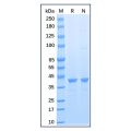 Recombinant Human GAPDH Protein