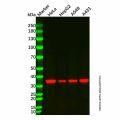 Lactate Dehydrogenase Mouse mAb