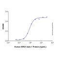 Recombinant Human NRG1-beta 1 Protein