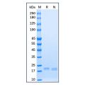 Recombinant Human Sonic Hedgehog Protein