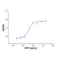 Recombinant Human KGF/FGF-7 Protein