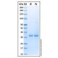 Recombinant Human SOX2 Protein