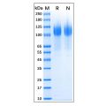 Recombinant Human CD34 Protein