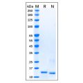 Recombinant Human Smad3 Protein