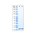 Recombinant Human Doublecortin Protein