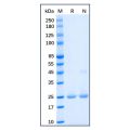 Recombinant Human SOD2/MnSOD Protein