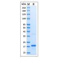 Recombinant Human p21 Protein