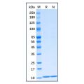 Recombinant Human S100B Protein