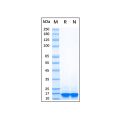 Recombinant Human Alpha-synuclein Protein