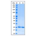 Recombinant Human Bcl-2 Protein