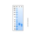 Recombinant Mouse Kallikrein 7 Protein