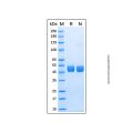 Recombinant Mouse Renin Protein