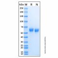Recombinant Human Osteoadherin Protein