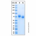 Recombinant Influenza A Virus H3N2 Hemagglutinin Protein
