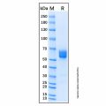 Recombinant Human Frizzled-1 Protein