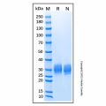 Recombinant Mouse IL-20 R beta Protein