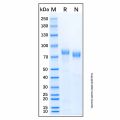 Recombinant Human Plasma Kallikrein/KLKB1 Protein