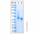 Recombinant Mouse MMP-8 Protein