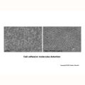 Recombinant Human Siglec-7/CD328 Protein