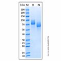 Recombinant Rat MAG/Siglec-4a Protein